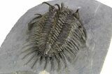Spiny Comura Trilobite - Great Preparation #250010-4